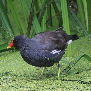 moorhen