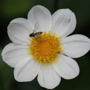 hover-fly  species