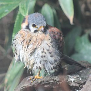 american kestrel