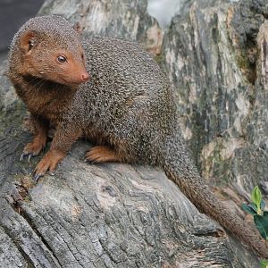 dwarf mongoose
