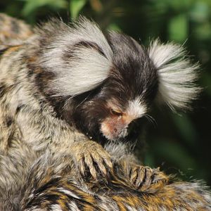common marmoset