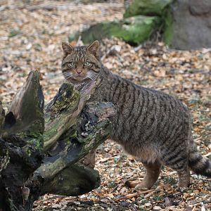 Scottish Wild Cats