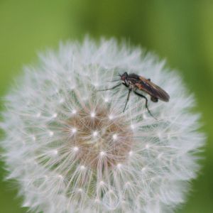 insect - fly ?