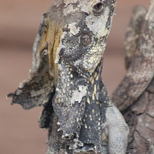 frilled lizard