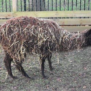 Sewerby Zoo, Fudge 15th February 2013