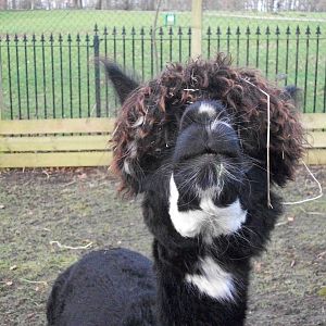 Sewerby Zoo, Madge 15th February 2013