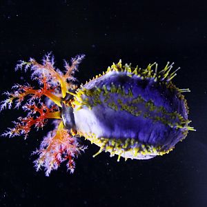Sea Apple (Pseudocolochirus violaceus)