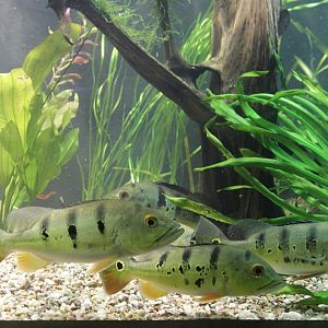 Peacock Bass (Cichla ocellaris)