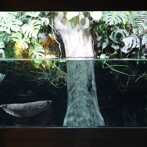 Paludarium