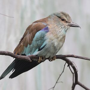 Common Roller (Coracias garrulus)