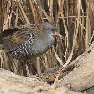 Water Rail (Rallus aquaticus)