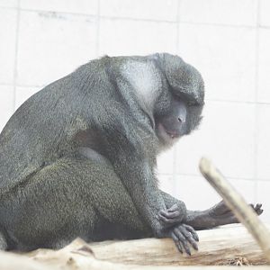 Allen's Swamp Monkey (male)