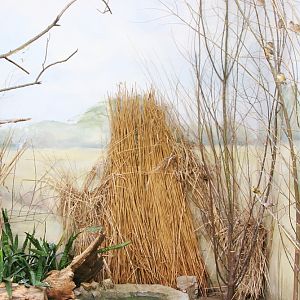 The inside aviary for African Queleas and other small birds