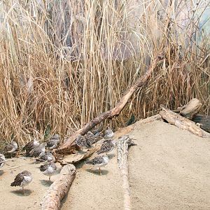 The interior of the inner aviary for waders