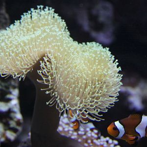 Common Clown (Amphiprion ocellaris)