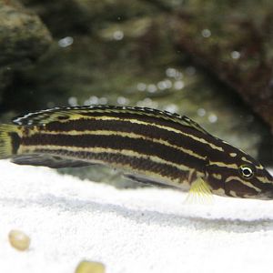 Regan's Julie (Julidochromis regani)