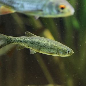Lake minnow (Rhynchocypris percnurus)