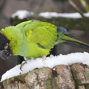 Nanday Conure (Nanadatus nenday)