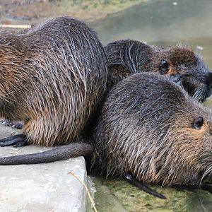 coypos at antwerp zoo