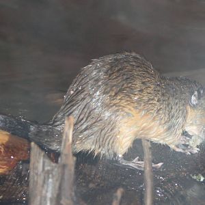 some kind of waterrat