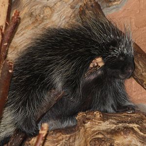 north american porcupine