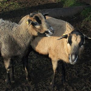 Sewerby Zoo, Florrie and Bramble 16th February 2013