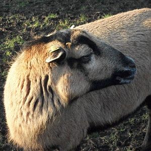 Sewerby Zoo, Bramble 16th February 2013
