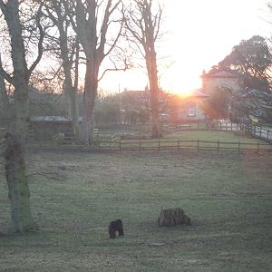 Sewerby Hall and Gardens, Sunset over the Pony Paddock 16th February 2013