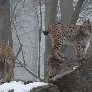 Lynx lynx