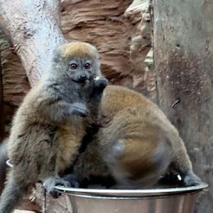 Hapalemur alaotrensis