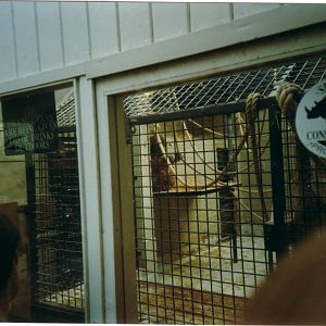 Bornean Orangutans, March 1997
