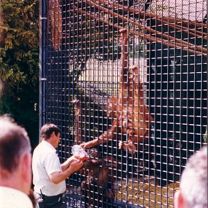 Bornean Orangutans, August 1996