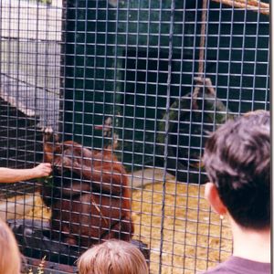 Bornean Orangutan, August 1996