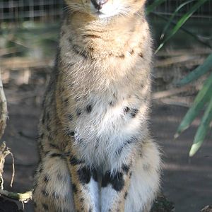 serval