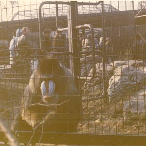 Mandrill, February 1973