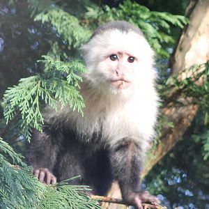 white-fronted capuchin