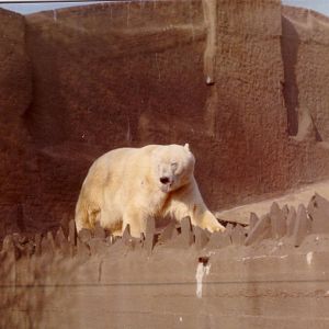Polar Bear, February 1973