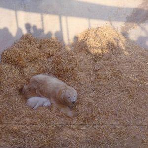 Polar Bears, February 1973
