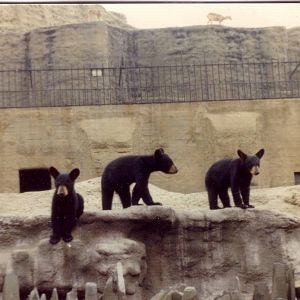 Bears, July 1975