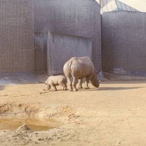 Rhinos, February 1973