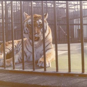 Tiger, February 1973