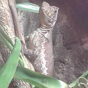 Uranoscodon superciliosus