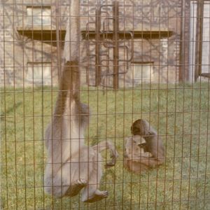 Gibbons, February 1973