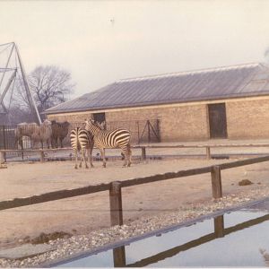 Giraffe, Zebra and Camels, February 1973