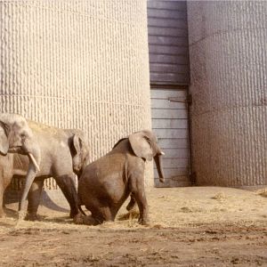 Elephants, February 1973