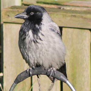 Hooded crow