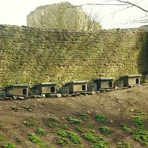 Penguin huts 27th March 1999