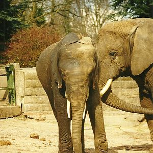 Flora and Flossie 27th March 1999