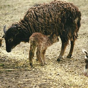 Soay Sheep 27th March 1999