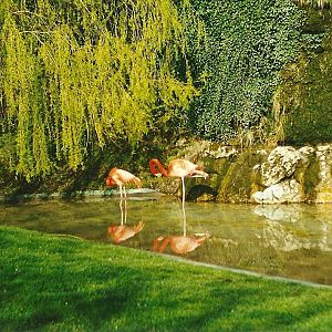 Flamingo Pool 2nd April 1999